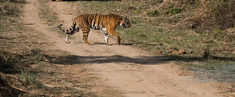 A Day Without Phone Network Near Ranthambore