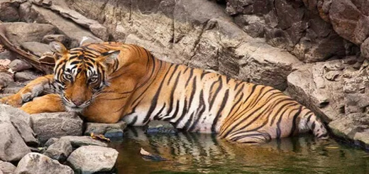 Places to visit in Ranthambore