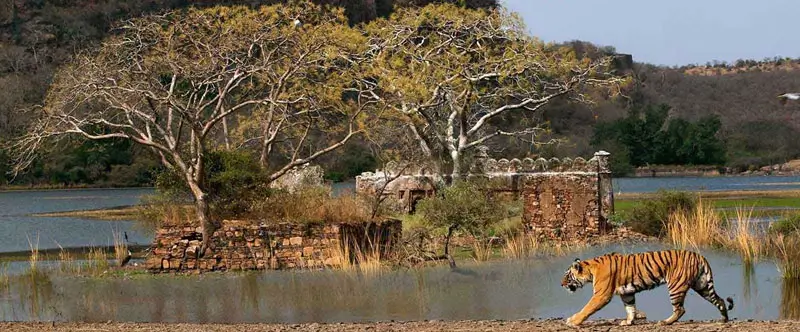 Kompletter Guide zum Ranthambore Tiger Safari und den besten Resorts in Ranthambore
