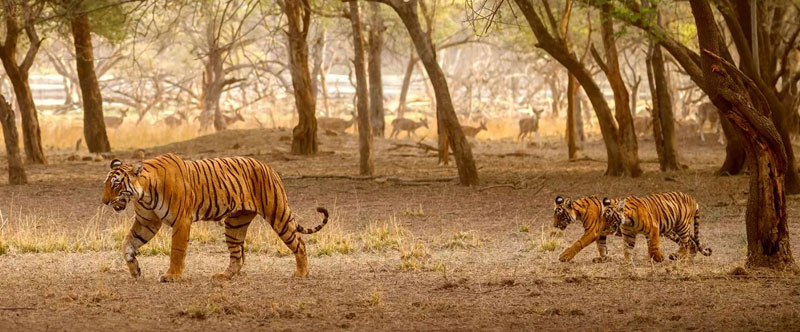 ahmedabad-to-ranthambore-distance-train-flight-and-road-trip-guide