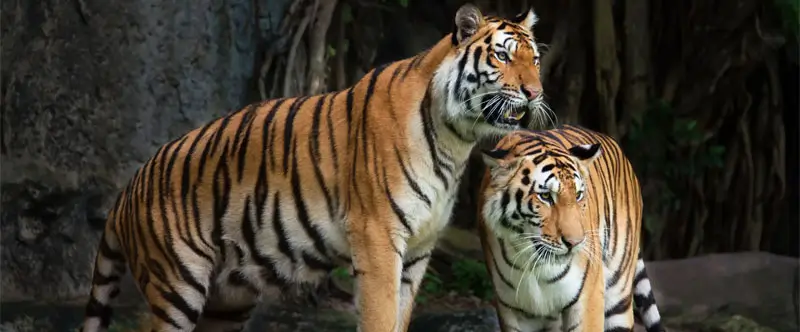 Bangalore to Ranthambore Complete Travel Planning Guide