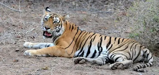Legendary Royal Bengal Tigress Machlis Genes to be spotted in Ranthambore National Park