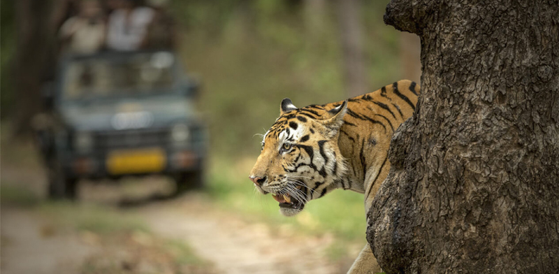 Best Safari Experience in Ranthambore