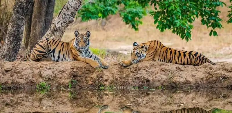 Best Tiger Safari In India, Best Tiger Safari in Ranthambore