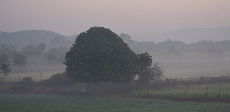 Best Time to Visit Ranthambore: Season-Wise Guide for Wildlife Lovers