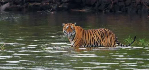 Climate In Ranthambore: Choose The Best Time To Plan Wildlife Escape!