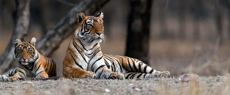 Best Time to Visit Ranthambore for Families with Kids – A Complete Guide