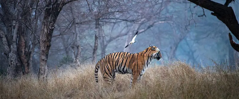 Best Time to Visit Ranthambore for Tiger Sightings