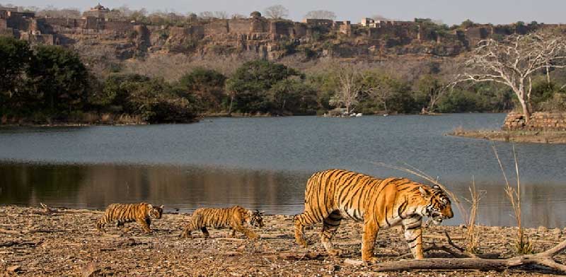 Best Time to Visit Ranthambore National Park