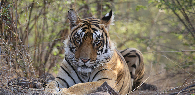 Can You Really Spot a Tiger in Ranthambore?