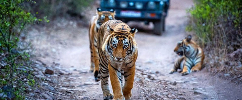 chandigarh-to-ranthambore-distance-train-flight-road-route
