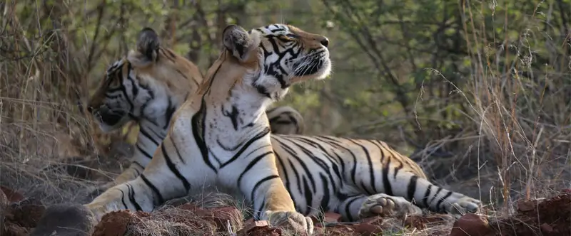 Delhi to Ranthambore Road Trip Guide