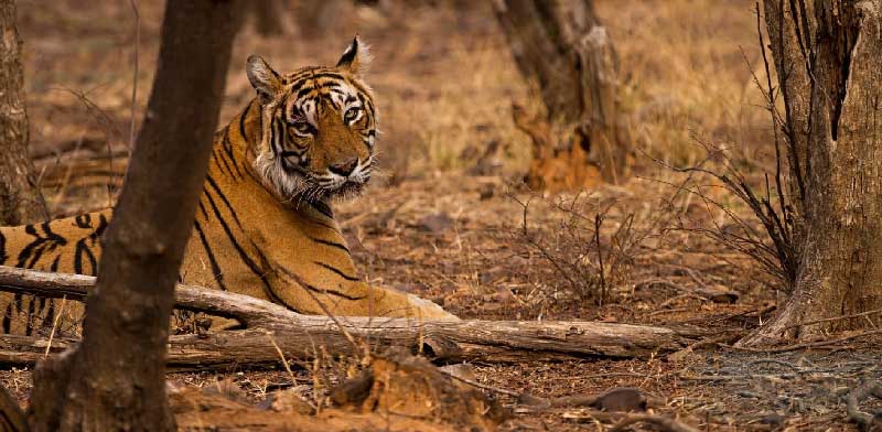 Exciting Activities To Do In Ranthambore That You Must Try