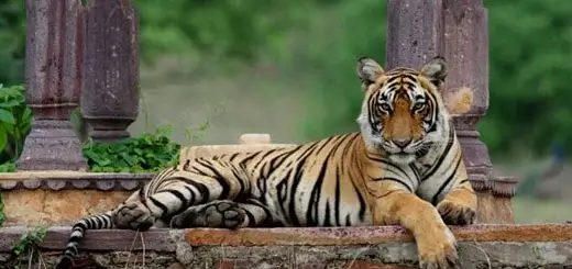 Ranthambore Day Tour