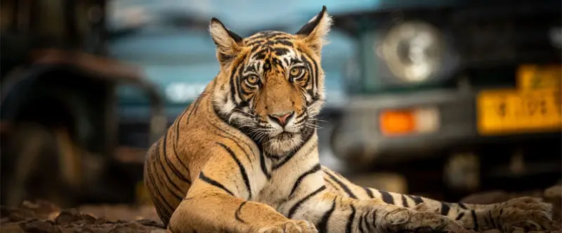Fake Ranthambore Safari Bookings