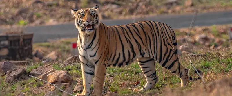 Guía Completa del Safari de Ranthambore y los Mejores Resorts Cerca del Parque Nacional