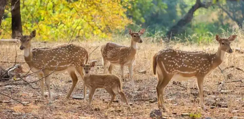 Flora and Fauna in Ranthambore