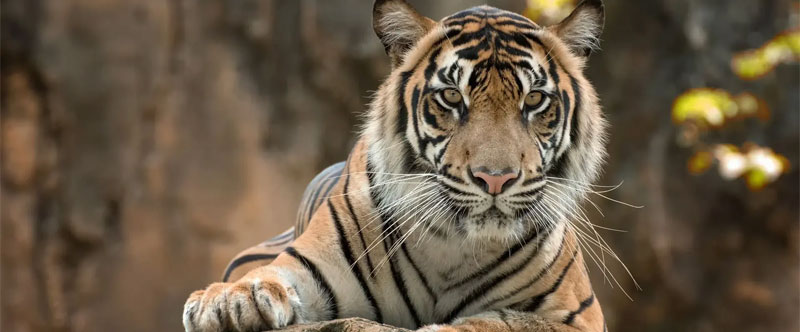 gurgaon-to-ranthambore-distance-route-train-and-taxi