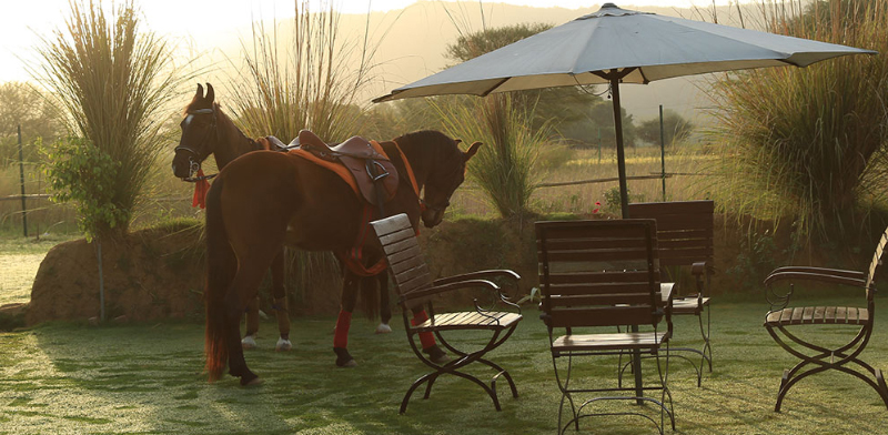 Horse Safari at Maa Ashapura Farm: Exploring Ranthambore Like Royalty