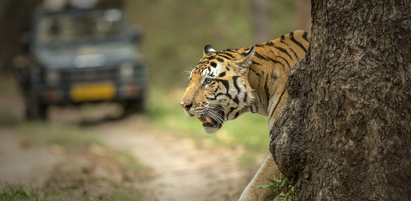 How to Book Ranthambore Safari Online
