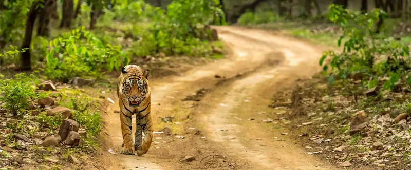 Jaipur to Ranthambore Weekend Trip Guide for Perfect Wildlife