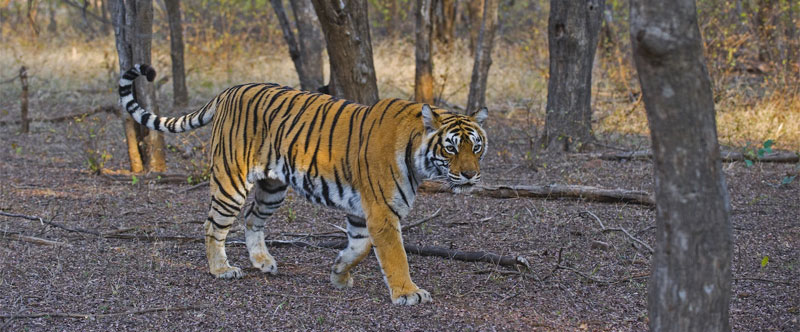 jodhpur-to-ranthambore-distance-train-road-route-and-travel-guide