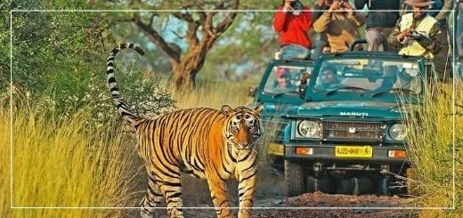 Ranthambore Tiger Safari Wild Weekend Getaways