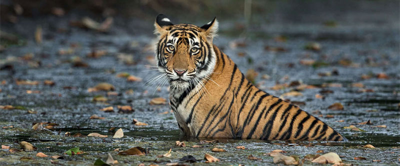 kota-to-ranthambore-distance-train-taxi-and-best-route