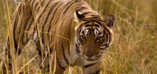 Royal Bengal Tigers The Eminence of Ranthambore National Park
