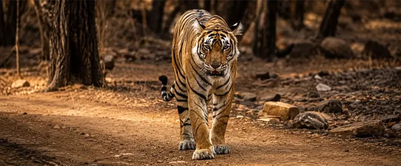 lucknow-to-ranthambore-distance-train-flight-route
