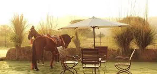 Marwari Horse Safari Tour