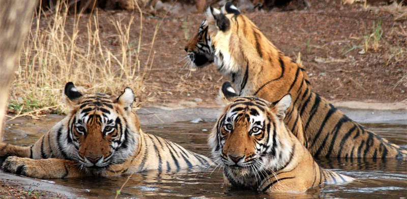 Top 5 Reasons to Choose Maa Ashapura Farm for Your Ranthambore Safari Stay