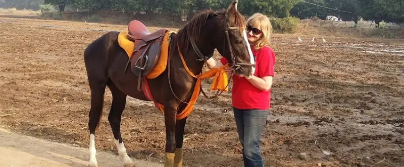 Marwari Horse Breed Guide