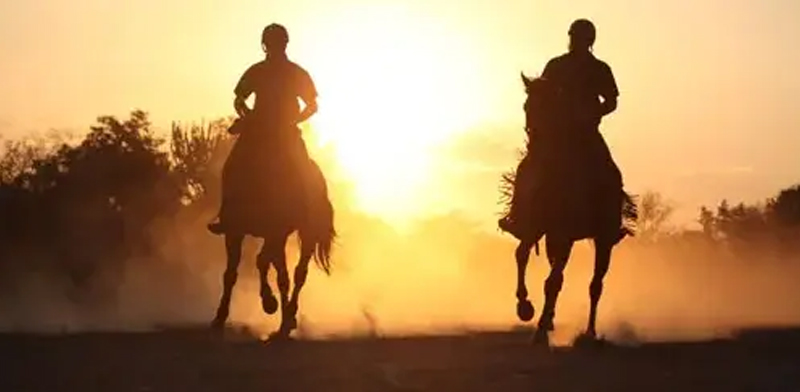 Marwari Horse Safaris: Exploring Ranthambore’s Wild Side the Royal Way