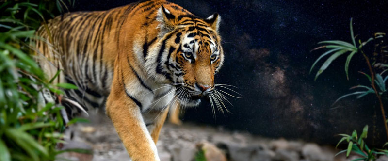 noida-to-ranthambore-distance-route-train-and-guide
