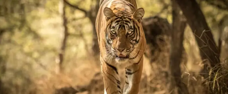 Offbeat Experiences in Ranthambore Beyond Tiger Safari | Complete Travel Guide