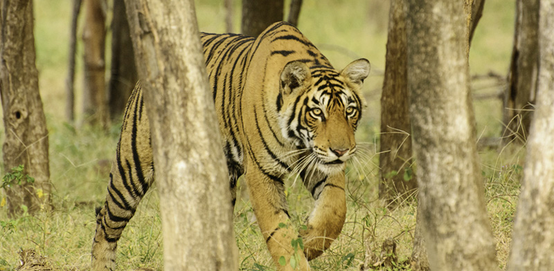 Ranthambore – Prime Destination for Wildlife Photography in India