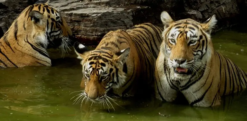 Top 7 Tips to Make the Most of Your Ranthambore Jungle Safari