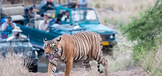 Tiger Safari in Ranthambore