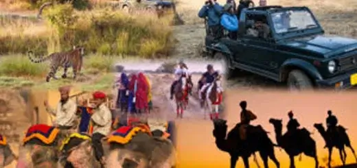 5 Most Popular Safaris to Enjoy in Rajasthan
