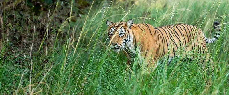 pushkar-to-ranthambore-distance-taxi-train-and-route