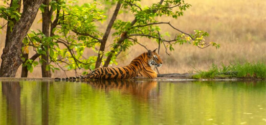 Jaipur Ranthambore Weekend Tour, Ranthambore Tor Package