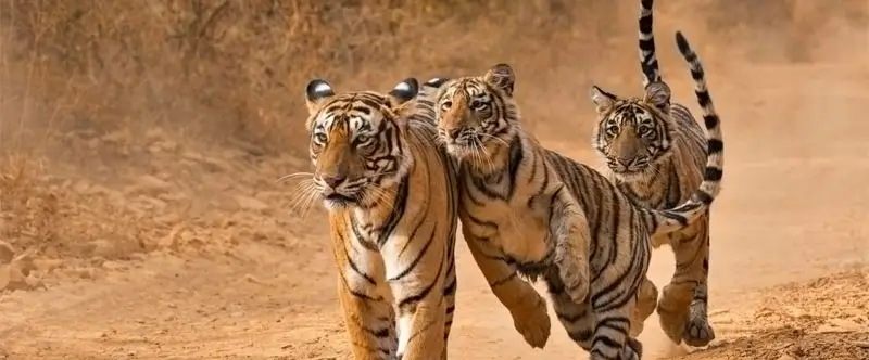 Sawai Madhopur Beyond the National Park: Things to Explore