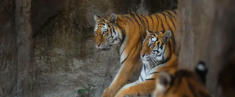 Guide Complet du Safari de Ranthambore et des Meilleurs Resorts près du Parc National