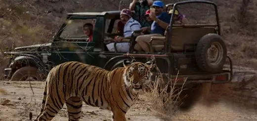 Ranthambore Jungle Safari Experience