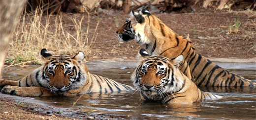 luxury resorts in ranthambore