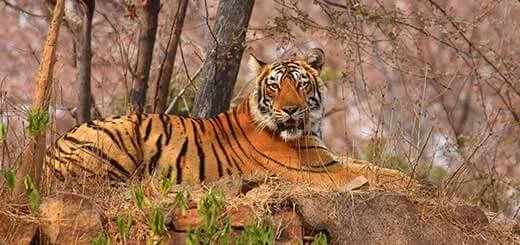 Ranthambore  National Park, luxury stay at Ranthambore