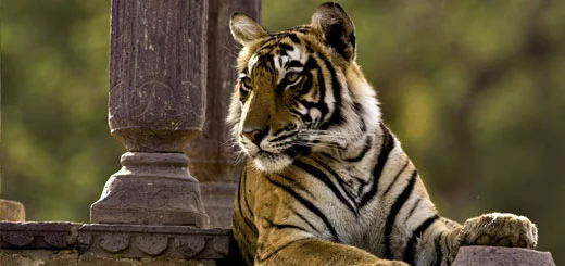 Wildlife Sanctuaries in Ranthambore, National Parks in Rajasthan