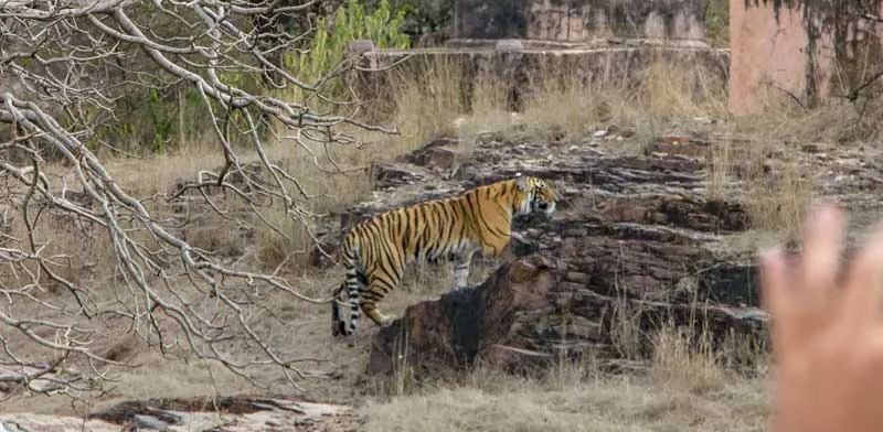 Ranthambore Safari Choosing the Perfect Resort for your Adventure