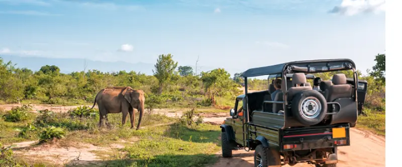 How to Book Ranthambore Safari and Resort Package with Complete Cost Guide